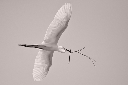 Carrying for Nest