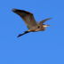 Great Blue Heron IMG_5134 - ID: 15856143 © Cynthia Underhill