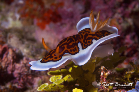 Chromodoris Gleniei