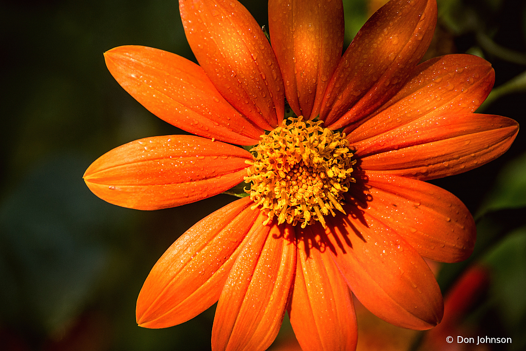 Zinnia at Brookside 9-20-20 254