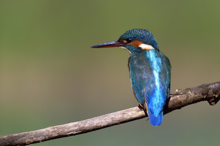 kingfisher