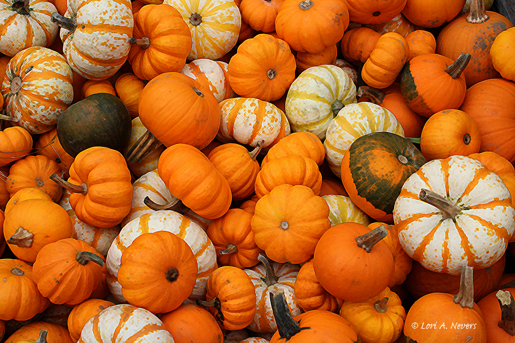 Mini Pumpkins - ID: 15856283 © Lori A. Nevers