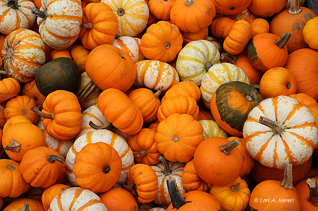 Mini Pumpkins