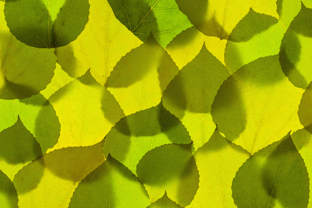 Aspen Leaves