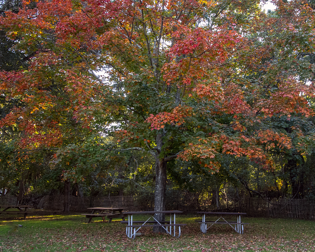 Autumn Picnic