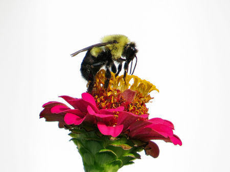 Bumble Bee on Zinnia