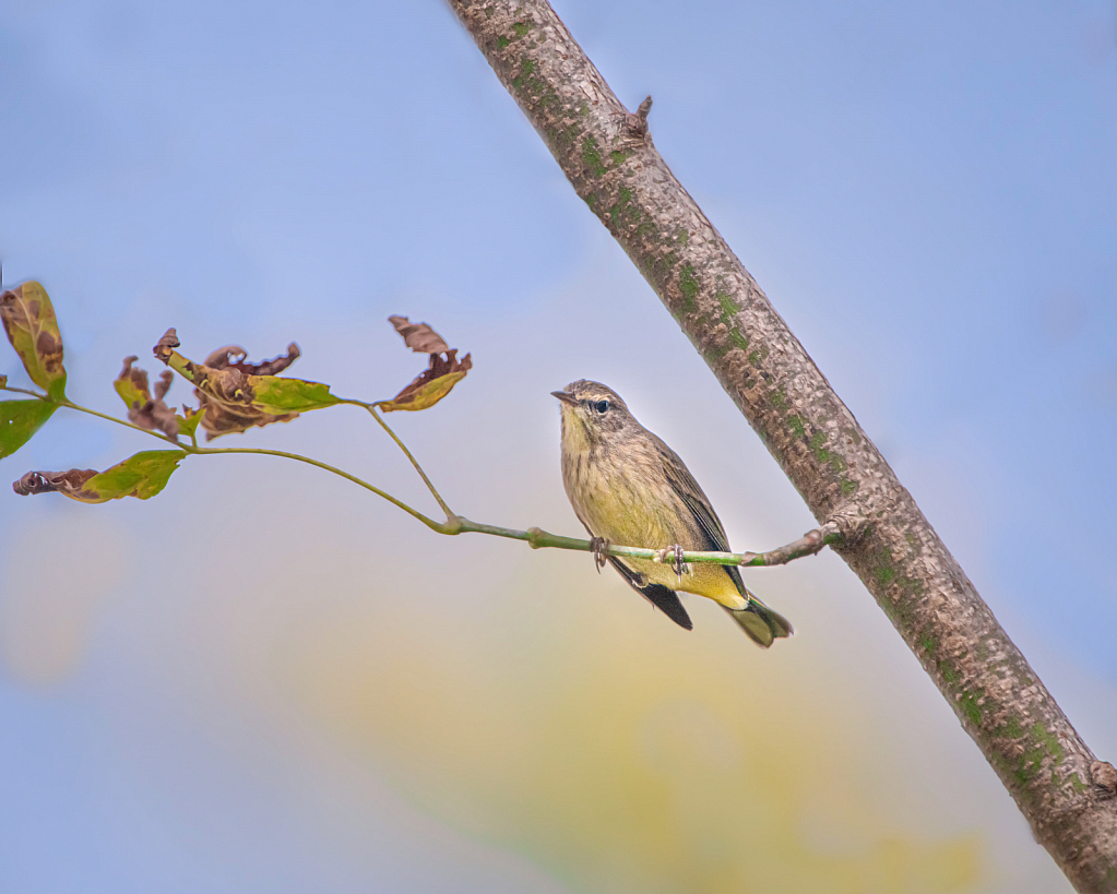 Palm Warbler