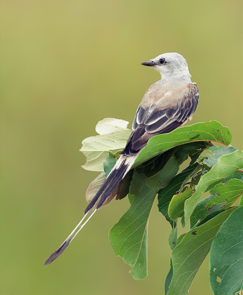 Scissor-tailed Flycatcher - ID: 15854904 © Janet Criswell