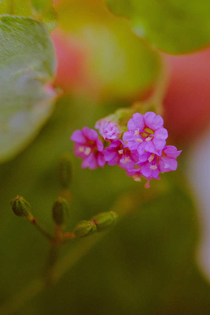 Tiny flowers