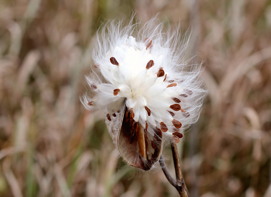 Milkweed Pod In The Wind