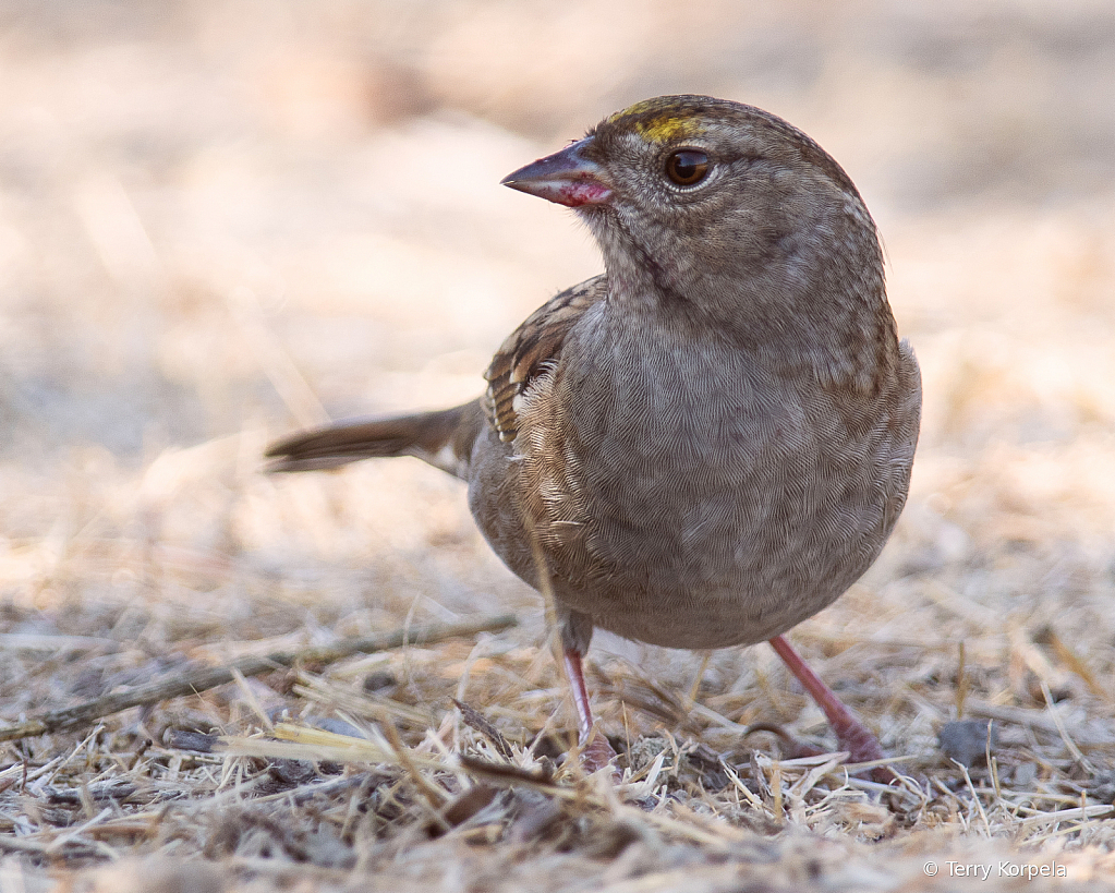 Golden-crowned Sparrow (1st Year)