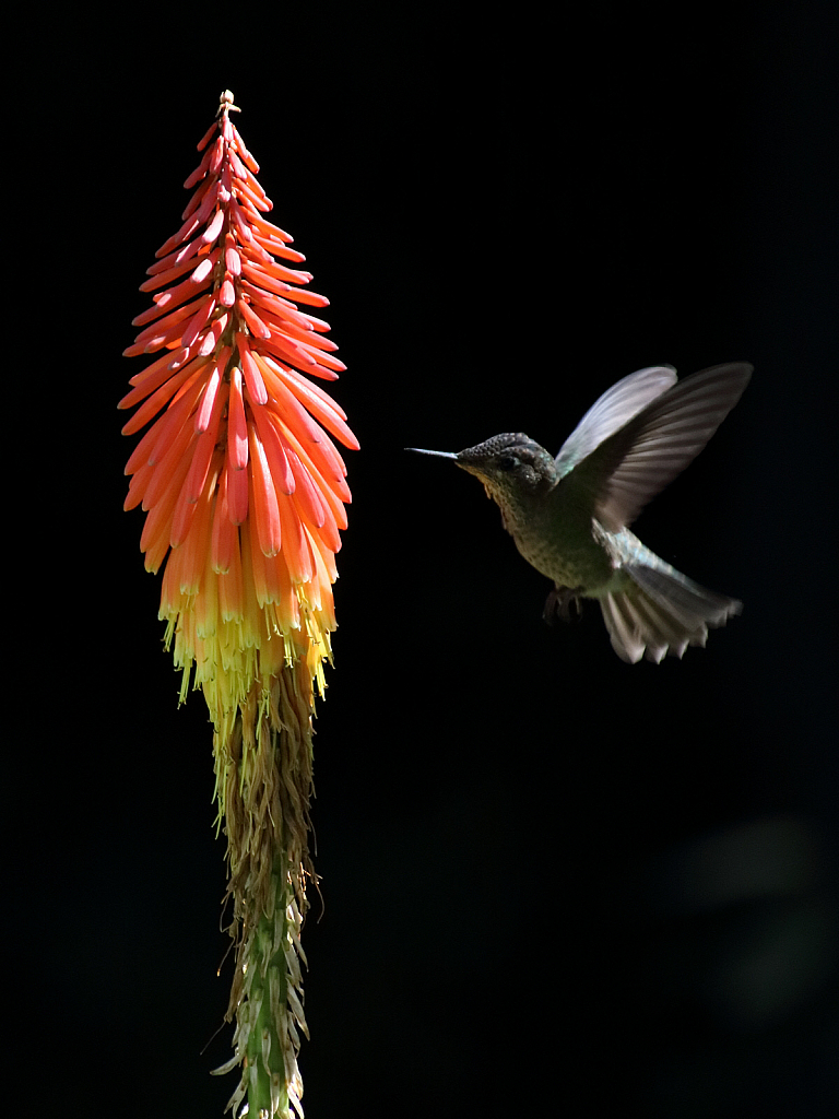 Green-backed firecrown feeding on torch lily