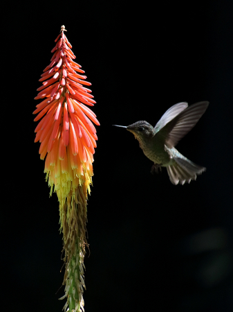 Green-backed firecrown feeding on torch lily