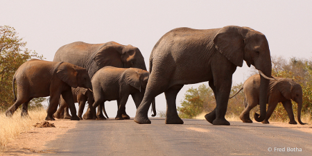 Road Crossing