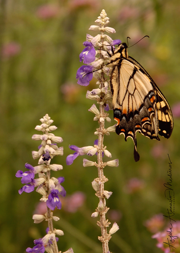 Butterfly Haven