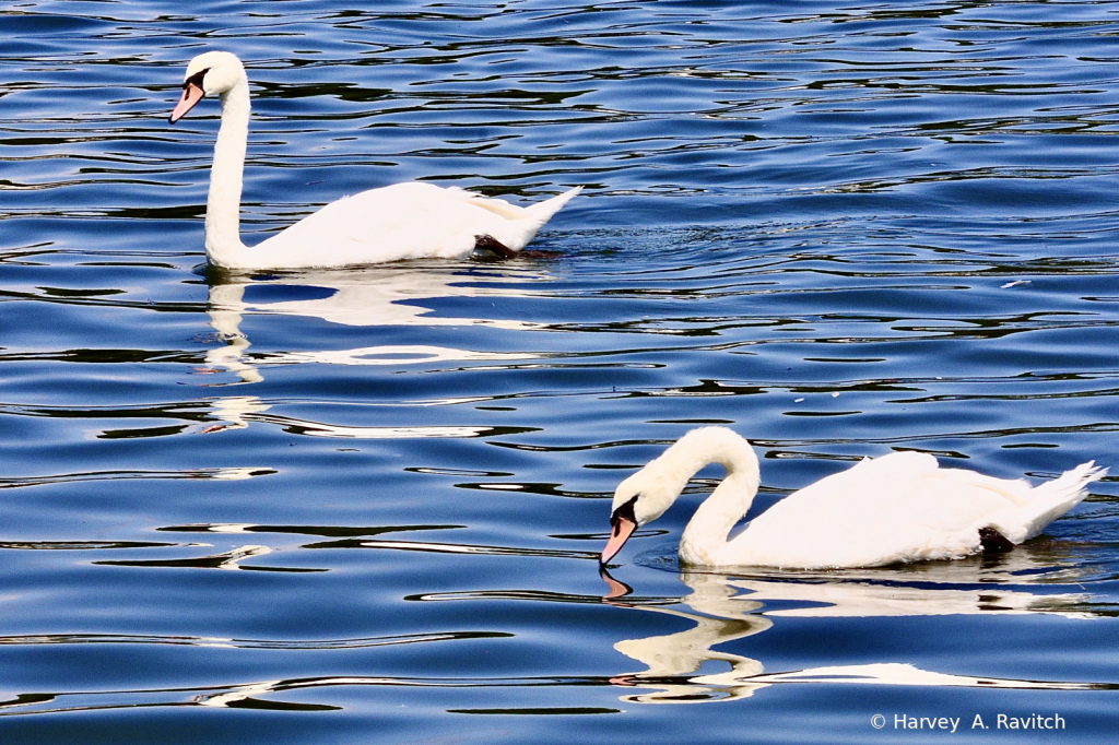 Swan Lake ..