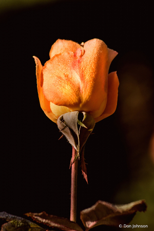 Outstanding Maryland Rose