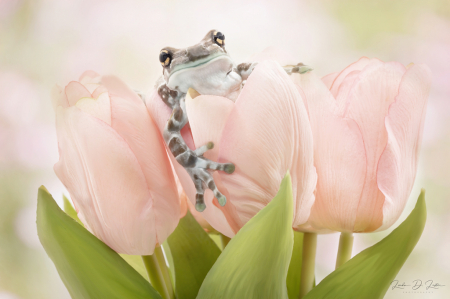 Milk Frog and Pink Tulips