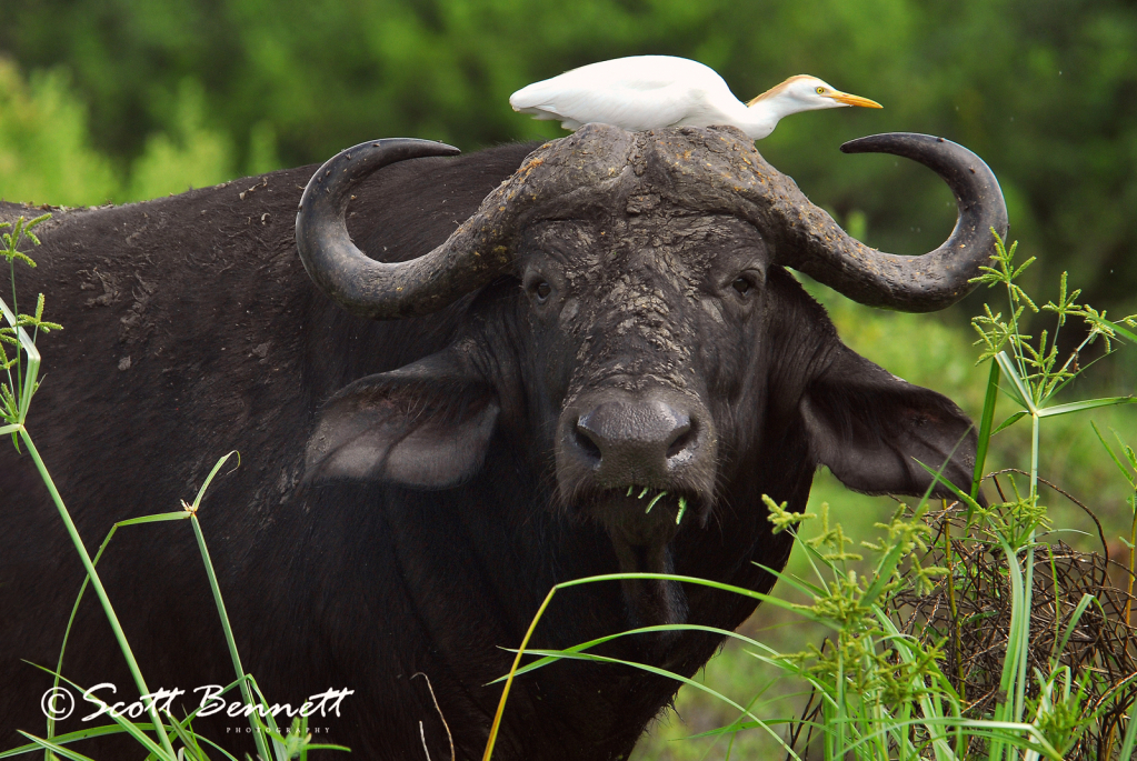 African Buffalo and Egret