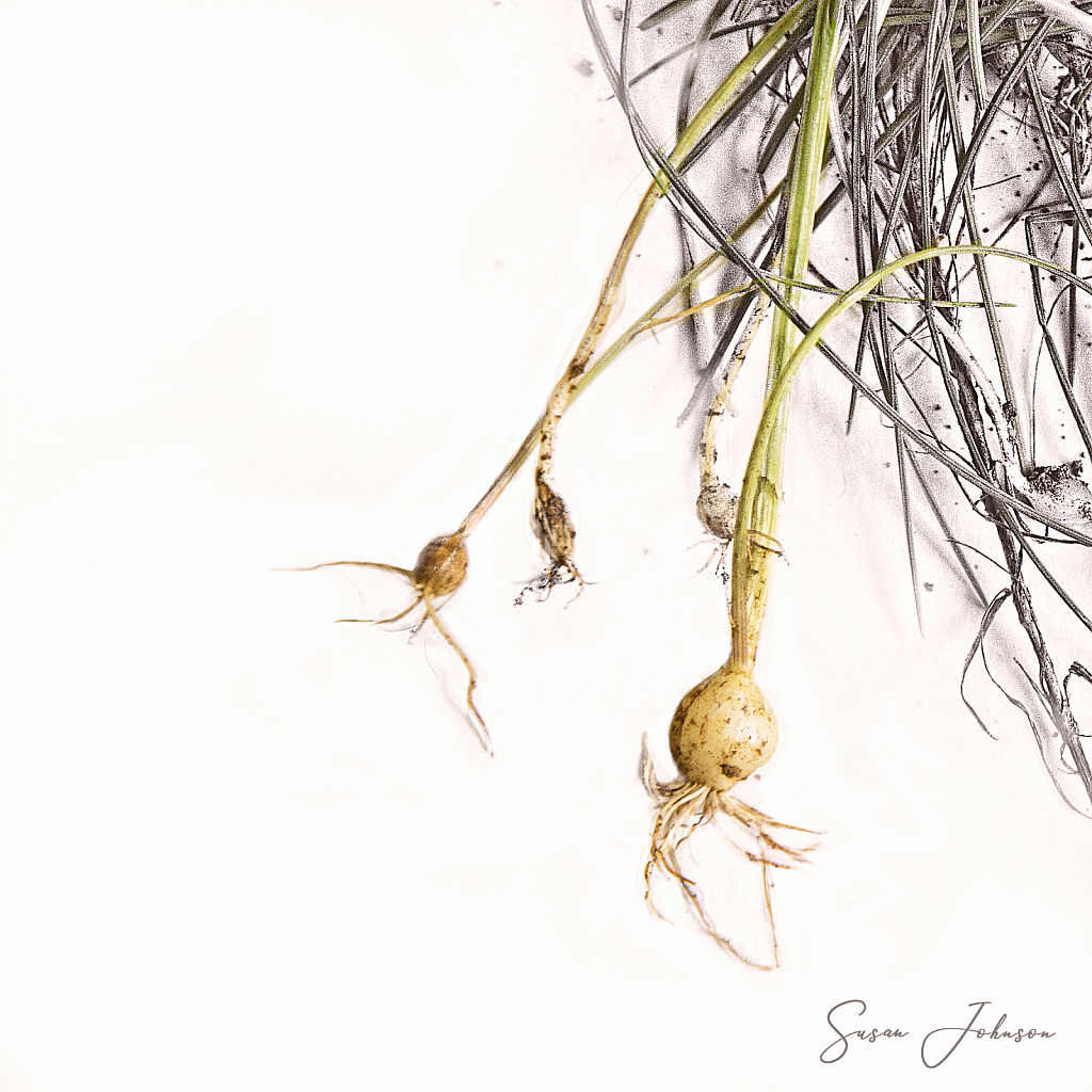 Onion Weeds - ID: 15855639 © Susan Johnson