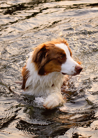 Water Dog !!