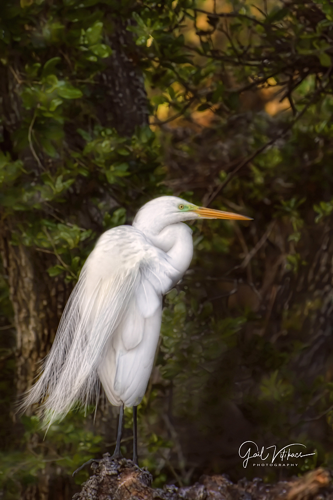 Egret