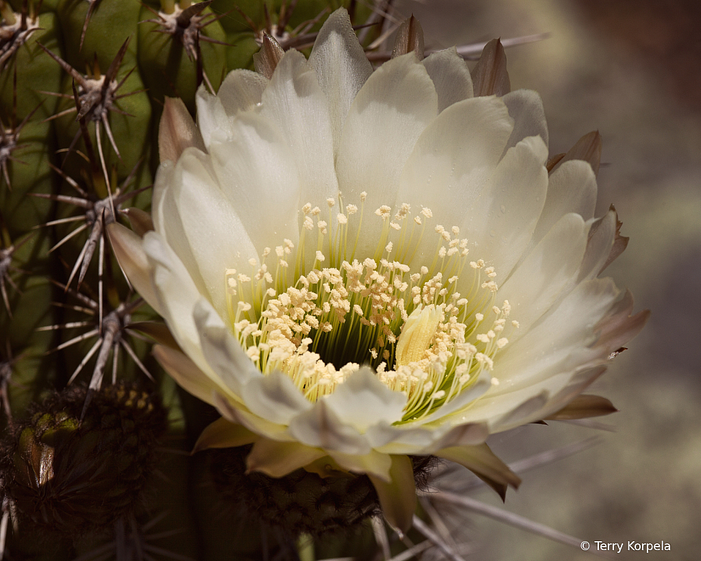 Berkeley Botanical Garden (Cactus Flower)