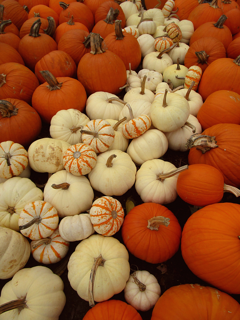 Path of pumpkins