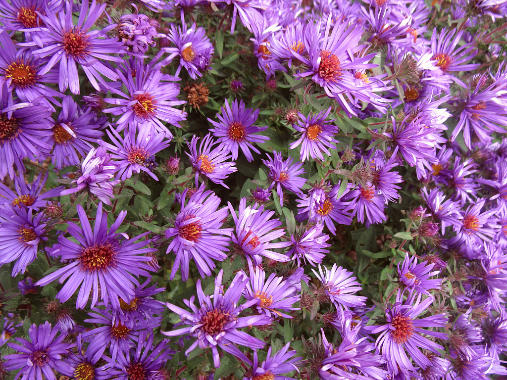 October purple flowers