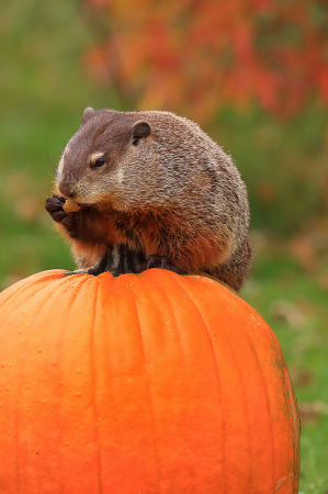 Hedgehog on Pumpkin