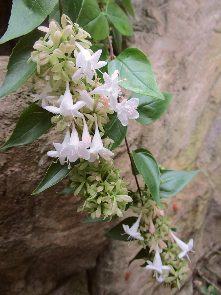 Flowers with rock