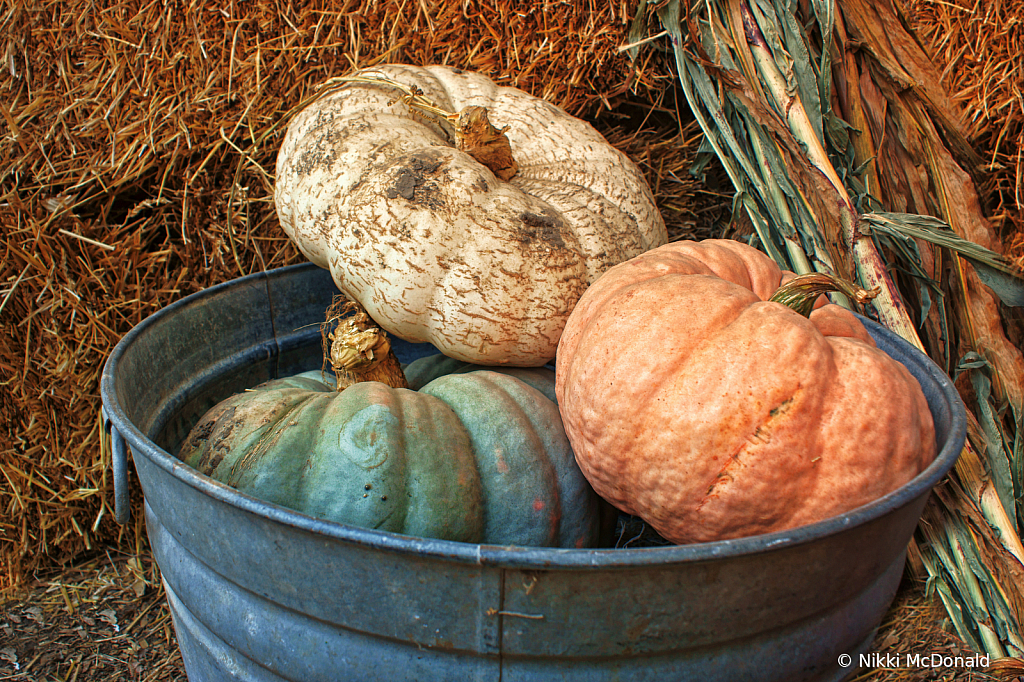 Bucket of Squash