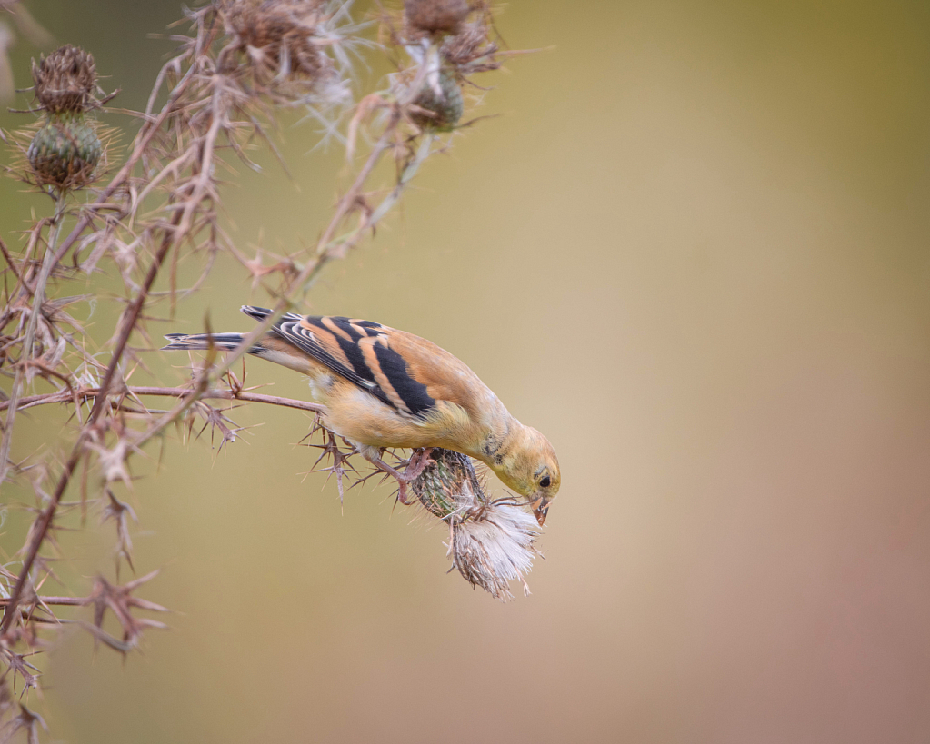 Goldfinch on the Thistle
