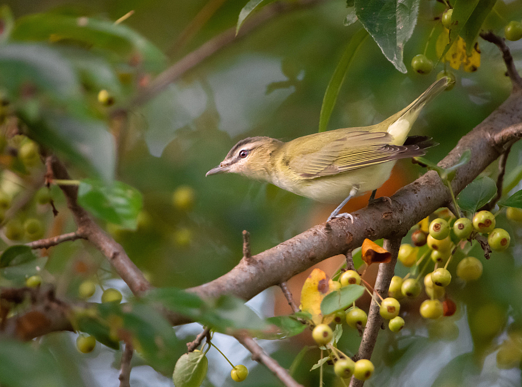 Red Eyed Vireo in the Berries - ID: 15856531 © Kitty R. Kono