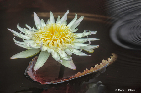 Tropical Water Lily 1