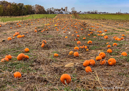 Pumpkin Field