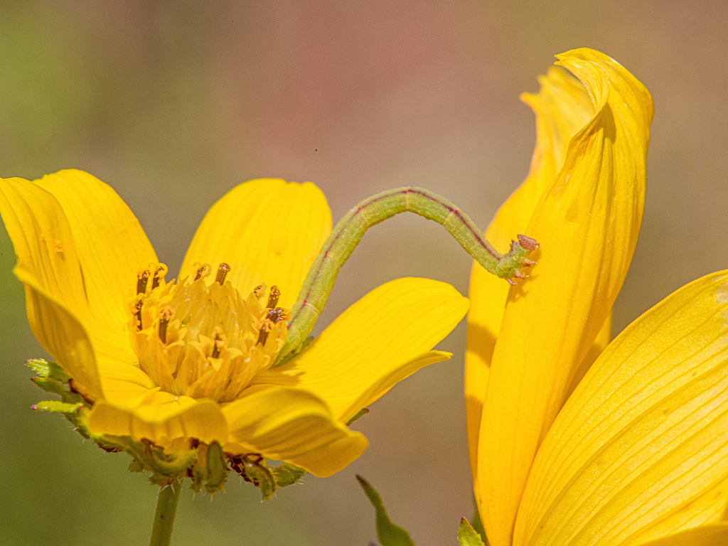 The Inch Worm and the Sun Flower