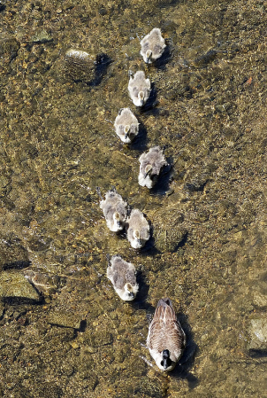 Young Brood