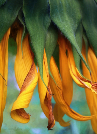 Sunflower Curtain