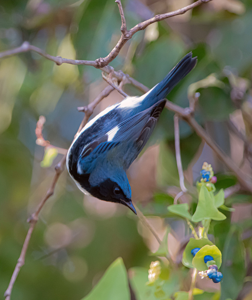 Black Throated Blue Warbler - ID: 15858622 © Kitty R. Kono