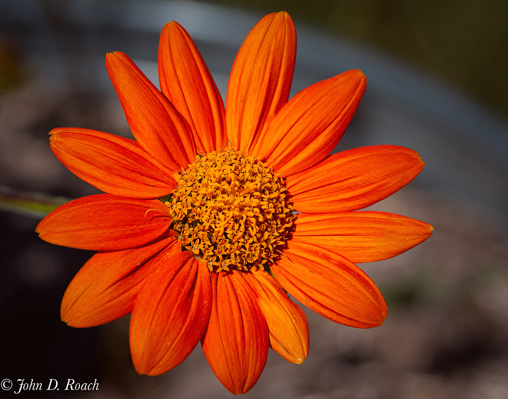 A Flower in Autumn - ID: 15858584 © John D. Roach