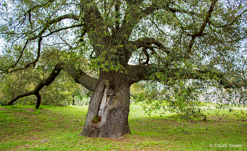 Tree Mouth