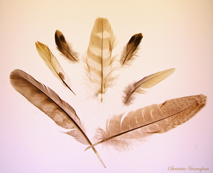 Feathers