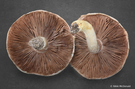 Gilled Mushroom Pair
