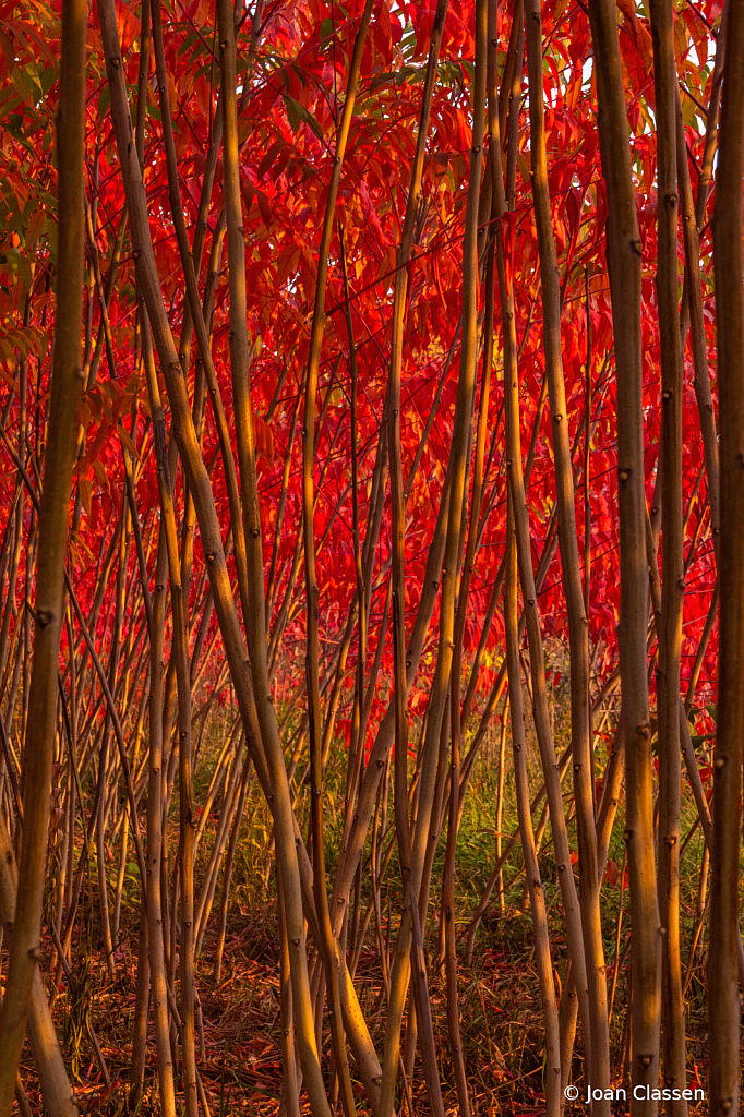 Red Canopy