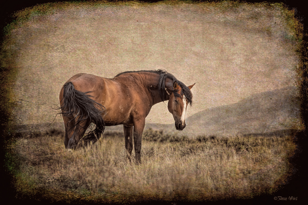 Wild Horse - ID: 15858915 © Sherry Karr Adkins