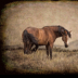2Wild Horse - ID: 15858915 © Sherry Karr Adkins