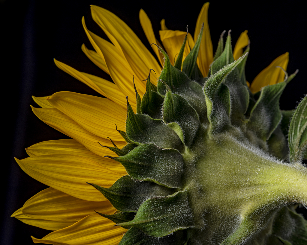 Sunflower Sideview