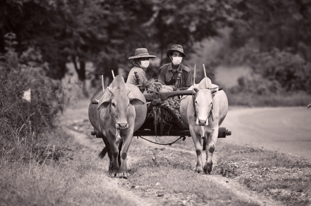 Return from rice field