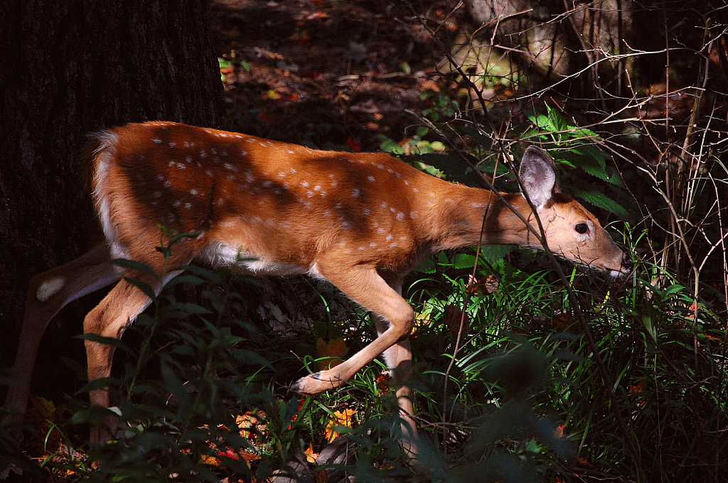 Bambi Foraging for Food